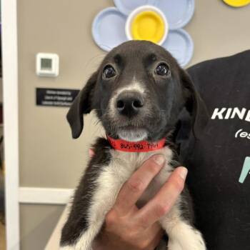 Regis -  Mixed Breed Dog for Adoption in West Olive, Michigan - Regis | PetCurious