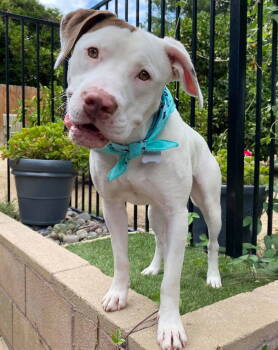 Rescue Pit Bull Terrier Dogs for Adoption in Redlands, California - Josh | PetCurious