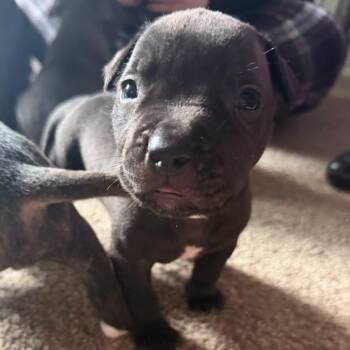 Jett -  Terrier Dog for Adoption in Penfield, New York - Jett | PetCurious