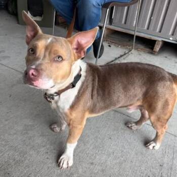 Ricky Ricardo -  Cardigan Welsh Corgi and Mixed Breed Dog for Adoption in Hinesville, Georgia - Ricky Ricardo | PetCurious