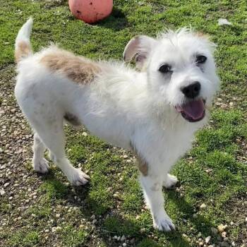 Wirehaired Terrier and Mixed Breed Dogs Available for Adoption in Quakertown, Pennsylvania - Patrick | PetCurious