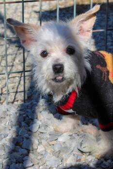 Rescue Yorkshire Terrier Dogs for Adoption in Morgantown, Kentucky - Alaska | PetCurious