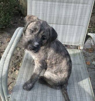 Rescue Havanese Dogs for Adoption in Mount Laurel Township, New Jersey - Harry Potter | PetCurious