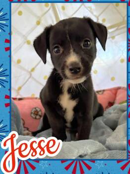 Jesse -  Beagle and Chihuahua Dog for Adoption in Ringwood, New Jersey - Jesse | PetCurious