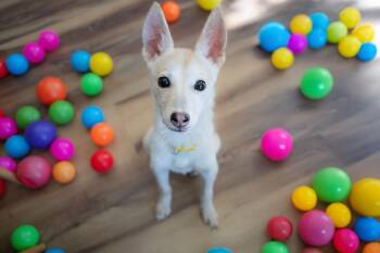 Rescue Siberian Husky Dogs for Adoption in Santa Rosa, California - Apple | PetCurious