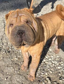 Wrinkles -  Shar Pei Dog for Adoption in Mckeesport, Pennsylvania - Wrinkles | PetCurious