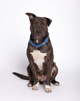 Hedgehog -  Pit Bull Terrier Dog for Adoption in Austin, Texas - Hedgehog | PetCurious