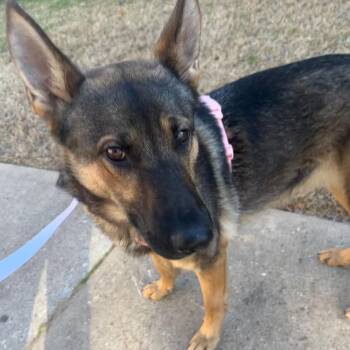 German Shepherd Dog Dogs Available for Adoption - Faye | PetCurious