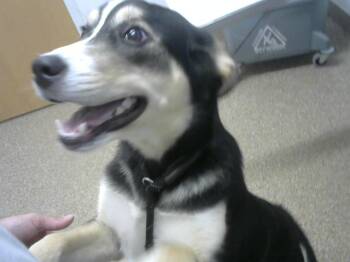 Rescue Australian Cattle Dog Blue Heeler and Mixed Breed Dogs for Adoption in Albuquerque, New Mexico - BEELZE | PetCurious