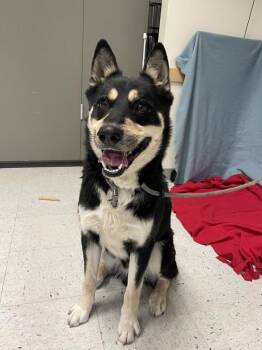 Oso -  Husky Dog for Adoption in Salt Lake City, Utah - Oso | PetCurious