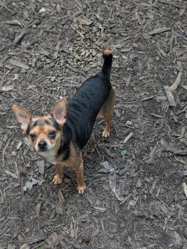 Choco -  Chihuahua Dog for Adoption in Richmond, Virginia - Choco | PetCurious