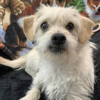 Tom -  Wire Fox Terrier and Maltese Dog Available for Adoption in Temecula, California - Tom | PetCurious