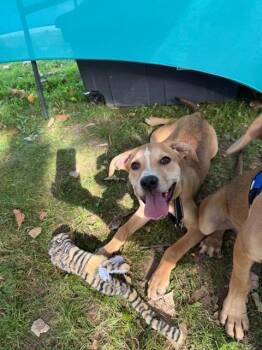 Clio -  Hound Dog for Adoption in Churchville, New York - Clio | PetCurious