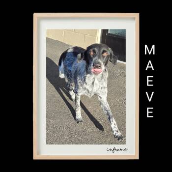 Rescue Shepherd and Australian Shepherd Dogs for Adoption in Fredericksburg, Virginia - Maeve | PetCurious