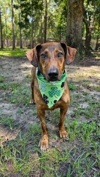 Rescue Terrier Dogs for Adoption in Bonifay, Florida - Tater (Coming Soon) | PetCurious