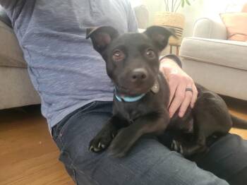 Labrador Retriever Dogs Available for Adoption - Savannah | PetCurious