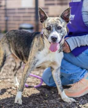 Kindle -  Mixed Breed Dog for Adoption in Chamblee, Georgia - Kindle | PetCurious