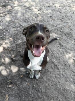 Chicken Nugget -  Pit Bull Terrier Dog for Adoption in Mobile, Alabama - Chicken Nugget | PetCurious