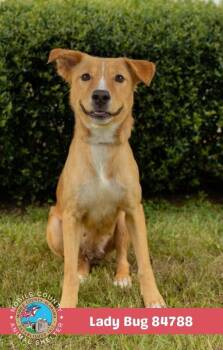 Lady Bug -  Mixed Breed Dog for Adoption in Mobile, Alabama - Lady Bug | PetCurious