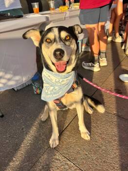 Beau -  Husky Dog for Adoption in Denver, Colorado - Beau | PetCurious