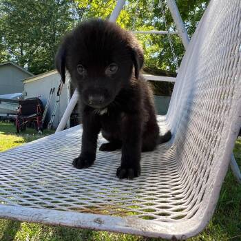 Black Labrador Retriever Dogs Available for Adoption in Wando, South Carolina - Cheyenne | PetCurious