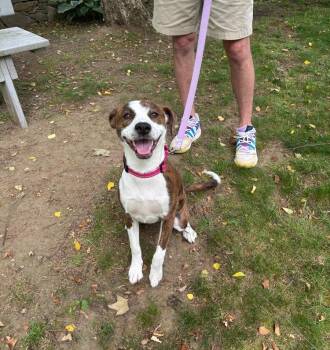 Cannoli (FKA Iris) - 26029 -  Australian Shepherd Dog for Adoption in Armonk, New York - Cannoli (FKA Iris) - 26029 | PetCurious