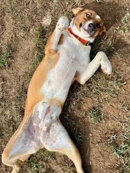 Baby Cakes -  Hound Dog for Adoption in Yellville, Arkansas - Baby Cakes | PetCurious