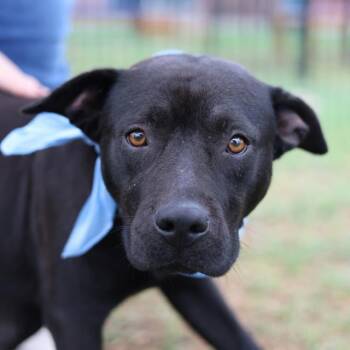 PERITA -  American Staffordshire Terrier Dog for Adoption in San Antonio, Texas - PERITA | PetCurious