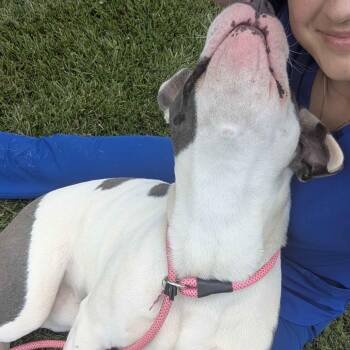 Chevrolet -  American Staffordshire Terrier and Mixed Breed Dog for Adoption in Greenville, South Carolina - Chevrolet | PetCurious