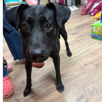 Meadow -  Mixed Breed Dog for Adoption in Campton Hills, Illinois - Meadow | PetCurious