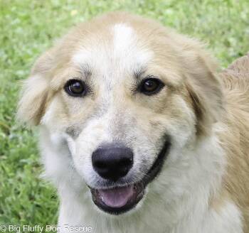 Hamish -  Great Pyrenees and Border Collie Dog for Adoption in Nashville, Tennessee - Hamish | PetCurious