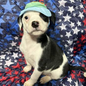 Pointer and Mixed Breed Dogs Available for Adoption in Fredericksburg, Virginia - Blizzard Blake | PetCurious