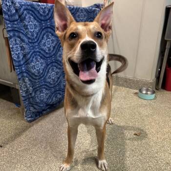 Sparky* -  Shepherd Dog for Adoption in San Gabriel, California - Sparky* | PetCurious