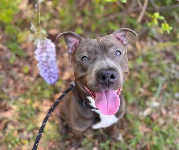 ROLO -  Pit Bull Terrier Dog for Adoption in Charlotte, North Carolina - ROLO | PetCurious