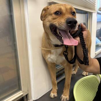 Leo Ruiz -  Mixed Breed Dog for Adoption in Philadelphia, Pennsylvania - Leo Ruiz | PetCurious