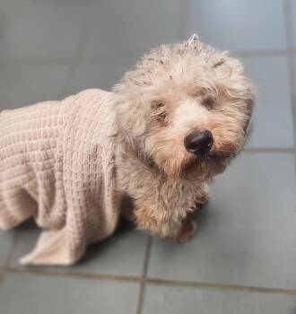 Niblet -  Mixed Breed Dog for Adoption in Nashville, Tennessee - Niblet | PetCurious