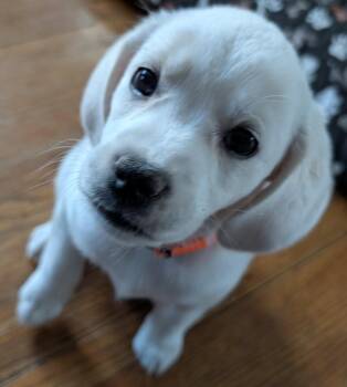 Beagle and Great Pyrenees Dogs Available for Adoption in Brooklyn Center, Minnesota - River | PetCurious