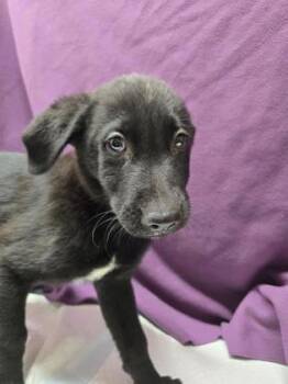 Dr. Bunsen Honeydew -  German Shepherd Dog and Mixed Breed Dog for Adoption in Roseville, California - Dr. Bunsen Honeydew | PetCurious