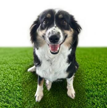 Lula -  Australian Shepherd Dog for Adoption in Midland, Texas - Lula | PetCurious