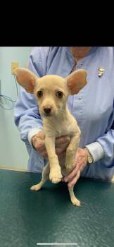 PRINCESS -  Chihuahua and Miniature Dachshund Dog for Adoption in Branford, Connecticut - PRINCESS | PetCurious