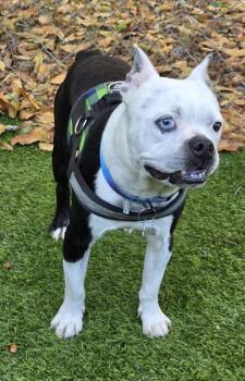 Boston Terrier Dogs Available for Adoption in Maryville, Tennessee - Captain Blue Eye-4680 Milledgeville, Georgia | PetCurious