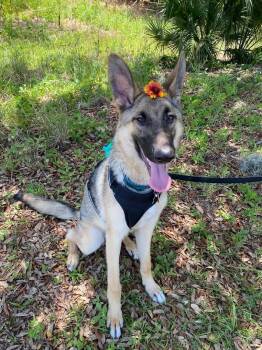 Vanya -  German Shepherd Dog Dog for Adoption in Pompano Beach, Florida - Vanya | PetCurious