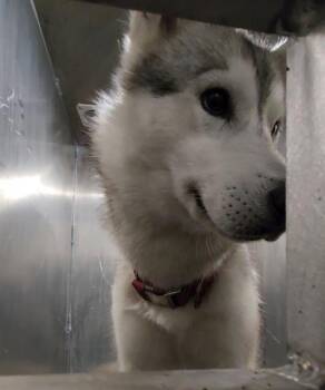 A811266 -  Siberian Husky Dog for Adoption in San Antonio, Texas - A811266 | PetCurious