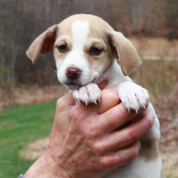 Jack Russell Terrier Dogs Available for Adoption in Eastford, Connecticut - CT Blue | PetCurious
