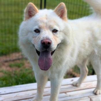 Peking 09-1106 -  Chow Chow and Mixed Breed Dog for Adoption in Tyrone, Georgia - Peking 09-1106 | PetCurious