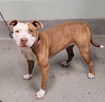 Fern/Rosebud -  Pit Bull Terrier Dog for Adoption in Hopkinsville, Kentucky - Fern/Rosebud | PetCurious
