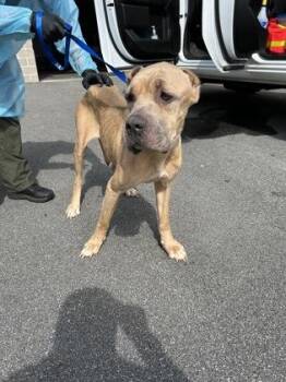 CINNAMON -  Cane Corso and Mixed Breed Dog for Adoption in Atlanta, Georgia - CINNAMON | PetCurious