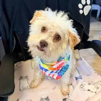 Siri -  Miniature Poodle and Mixed Breed Dog for Adoption in Newark, New Jersey - Siri | PetCurious