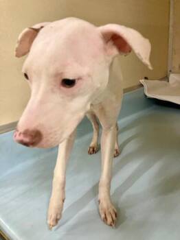 July -  Mixed Breed Dog for Adoption in Cincinnati, Ohio - July | PetCurious