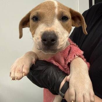 Pit Bull Terrier and Cattle Dog Dogs Available for Adoption in Abilene, Texas - Vida | PetCurious